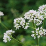Valeriana común (Valeriana officinalis), planta perenne usada como sedante natural y para aliviar el estrés y el insomnio.