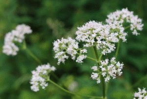 Valeriana común (Valeriana officinalis), planta perenne usada como sedante natural y para aliviar el estrés y el insomnio.